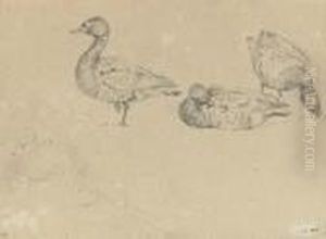 Studies Of Ducks