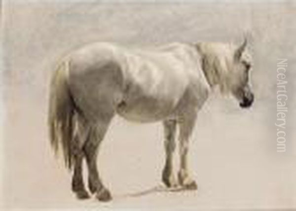 A Highland Pony - view 1
