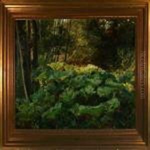 Forest Floor With Docks In Sunlight