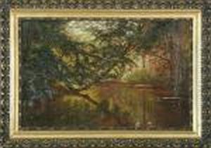 Forest With Stream Forest With Stream