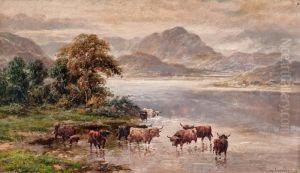 Cows Drinking Cows Drinking