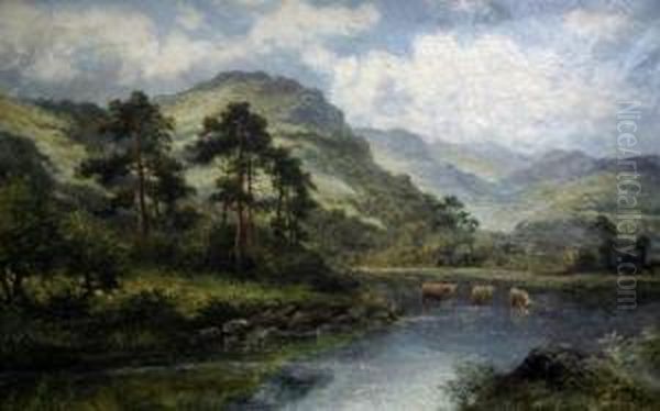 Highland Cattle Watering - view 1