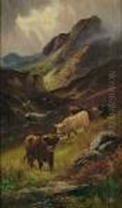 Highland Cattle Highland Cattle