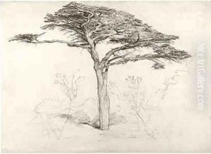 Old Cedar Tree in Botanic Garden, Chelsea, 1854