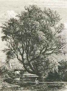 The Willow by Samuel Palmer