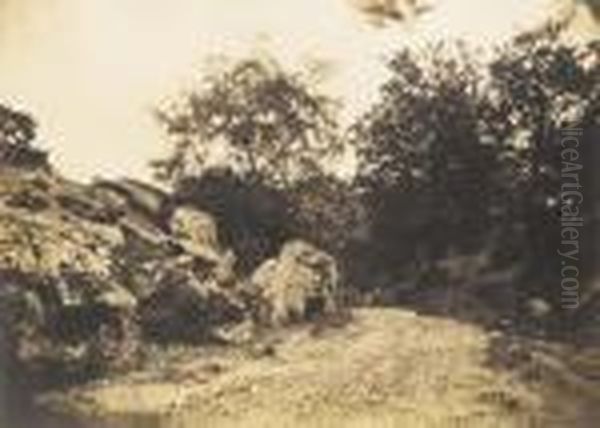 Forest Of Fontainebleau - view 1
