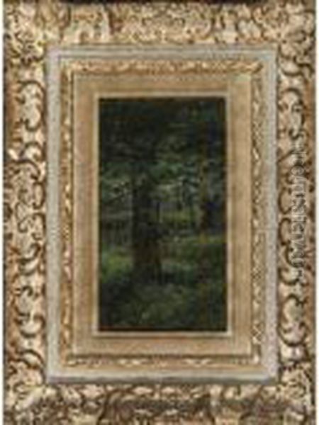 Tree In A Clearing - view 1