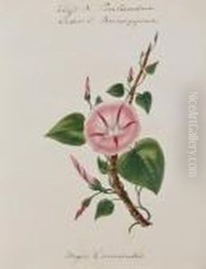 Untitlled by Edward Lear