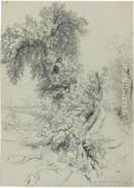 Study Of Trees Near Sorrento - view 1