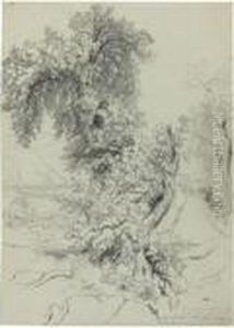 Study Of Trees Near Sorrento by Edward Lear
