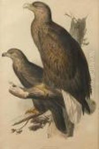 Sea-eagle by Edward Lear