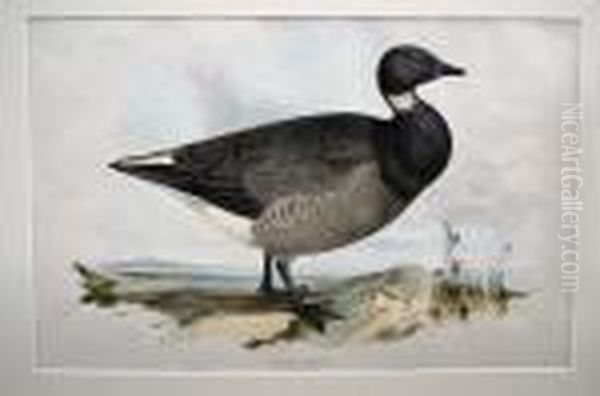 Birds Of Europe - view 1