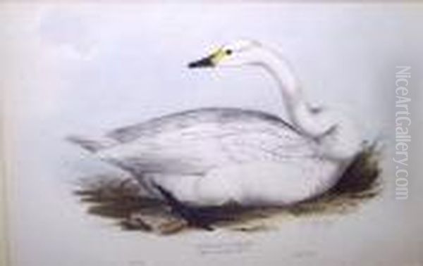 Bewick's Swan - view 1