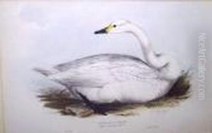 Bewick's Swan