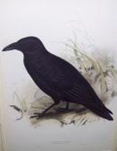 Carrion Crow