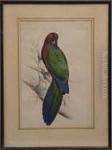"parrot" From "the Family Of Psittacidae, Or Parrots..." by Edward Lear
