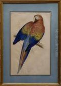 "the Red And Yellow Macaw " From
 "illustrations Of The Family Psittacidae, Or Parrots..." by Edward Lear