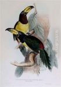 Pteroglossus Inscriptus