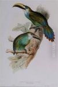Pteroglossus Prasianus by Edward Lear