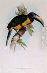 Pteroglossus Regalis by Edward Lear