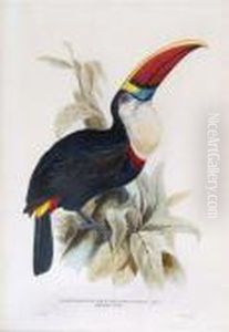 Ramphastos Erythrorhynchus