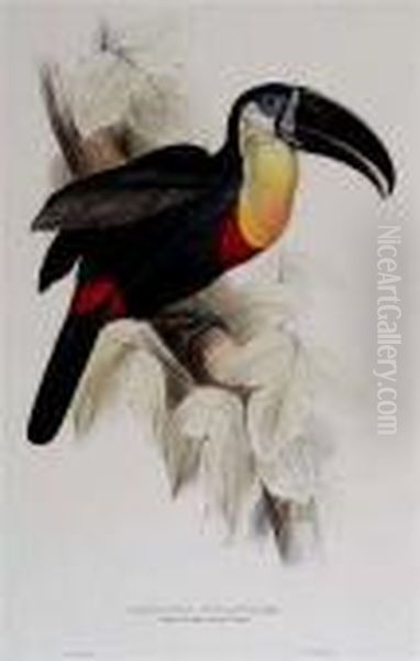 Ramphastos Vitellinus - view 1