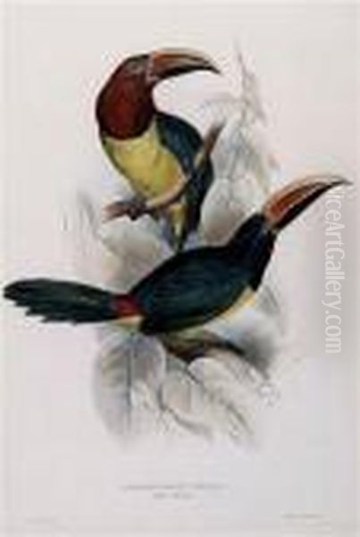 Pteroglossus Viridis - view 1