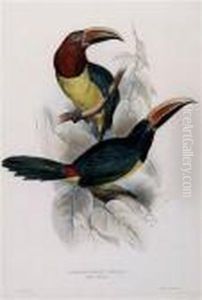 Pteroglossus Viridis