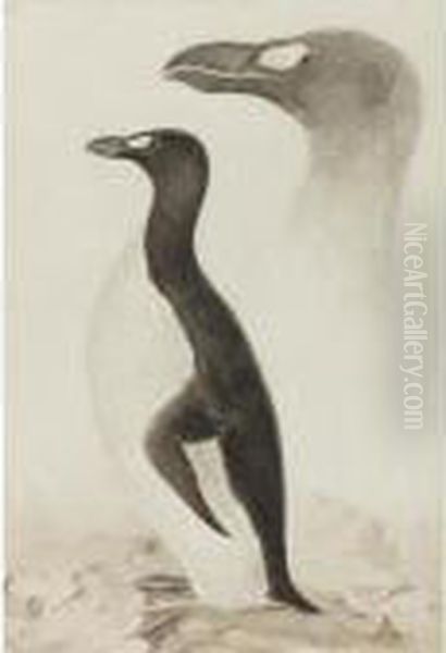 Great Auk - view 1