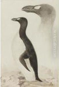 Great Auk by Edward Lear