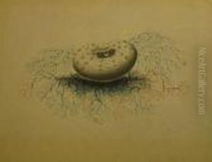 Root Plant Study. by Edward Lear