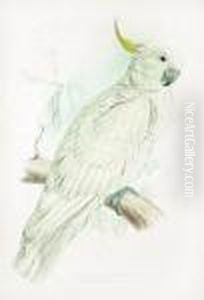 [illustrations Of The Family Of Psittacidae Orparrots]