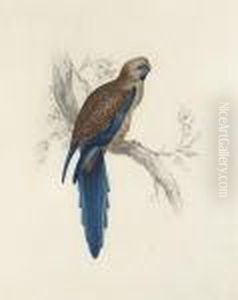 A Pennantian Broad-tail Parrot by Edward Lear