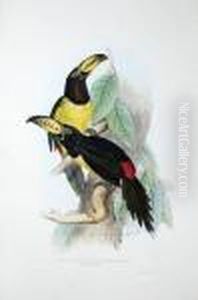 Pteroglossus Inscriptus, Lettered Aracari