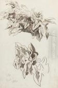 Study Of Ivy, Corfu