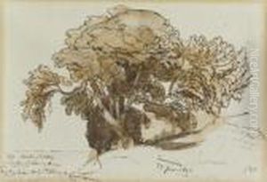 Studio Di Alberi A Taormina, Sicilia