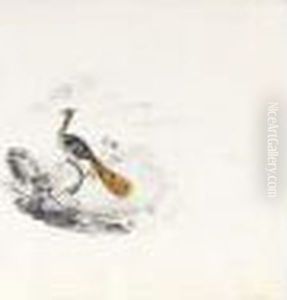 A Bird Of Paradise by Edward Lear