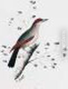 Studies Of Birds by Edward Lear