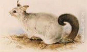 Trichosurus Vulpecula (common Brushtail Possum) by Edward Lear