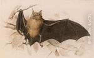 Rhinolophus Ferremequinum (horseshoe Bat)