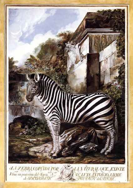 Zebra - view 1