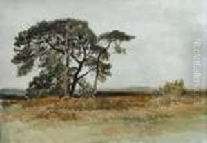 Breckland Landscape Breckland Landscape