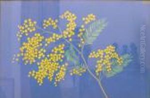 Branche De Mimosas