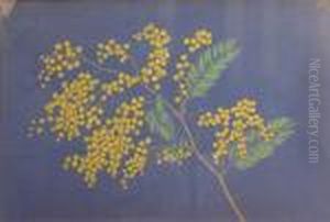 Branche De Mimosas by Alfred Lesbros