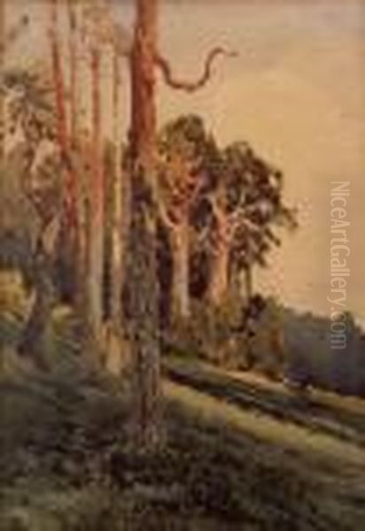 The Forest - view 1