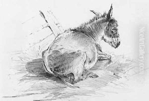 A Donkey Resting In A Barn
