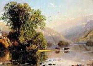 Cows Watering In A Stream