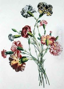 Bouquet of Carnations, from Collection des Fleurs et des Fruits d'apres Nature, published 1805 by Jean-Louis Prevost
