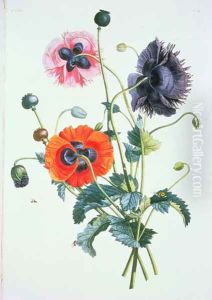 Poppies from Collection des fleurs et Fruits, 1805 by Jean Louis Prevost c.1760-1810 by Jean-Louis Prevost