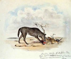 Dusky Wolf (Lupus Nubilus) by Titian Ramsay Peale